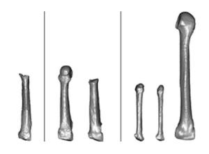 bones-compared.jpg (300×222)